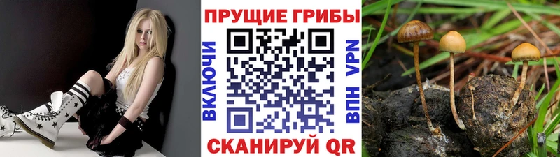 Галлюциногенные грибы Psilocybine cubensis  Сальск 